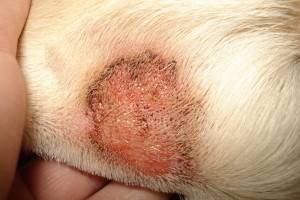 الأمراض الجلدية في الكلاب