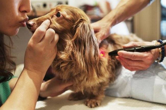 علاج التهاب الضرع الكلب