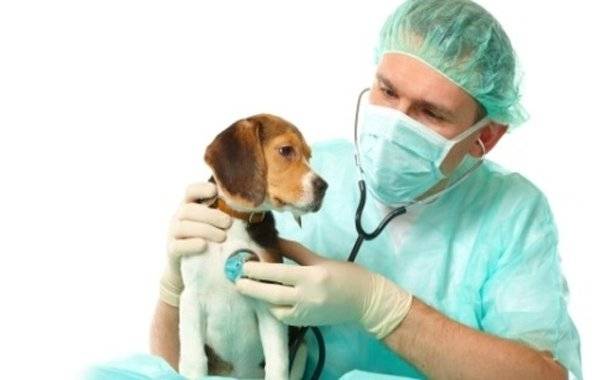 علاج النوبات في الكلاب