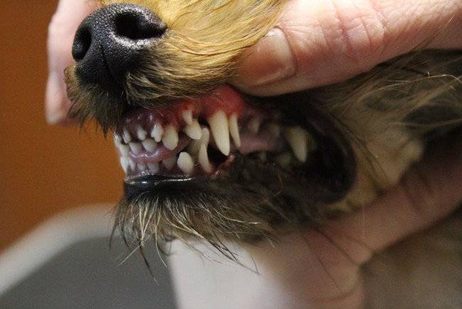 تحديد عمر الكلب في الأسنان