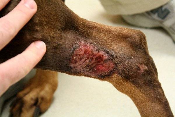 التهاب الجلد الصادم عند الكلاب
