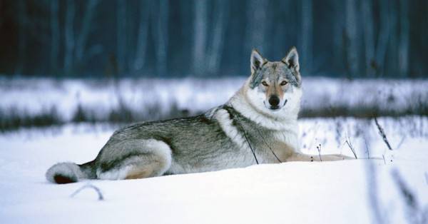 كلب الذئب التشيكوسلوفاكي في فصل الشتاء