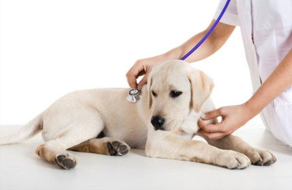 التهاب الروماتيزم في الكلاب