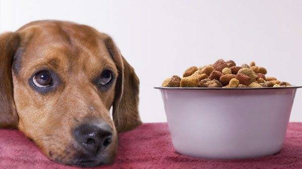 الكلب لا يأكل مع التهاب العضل