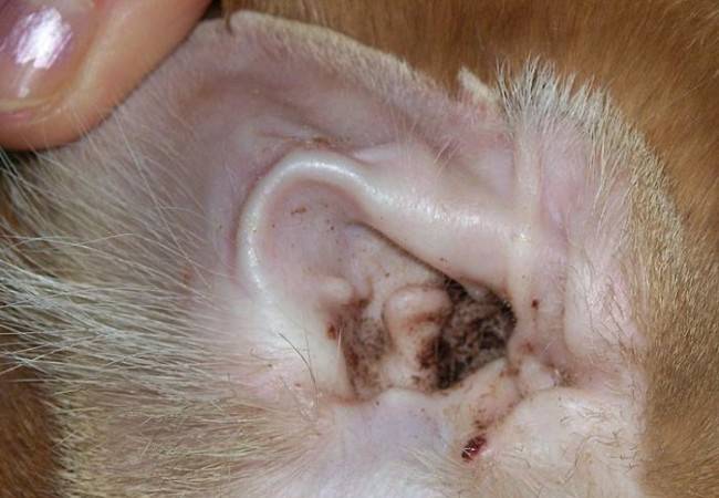 الأذن القراد في الكلاب