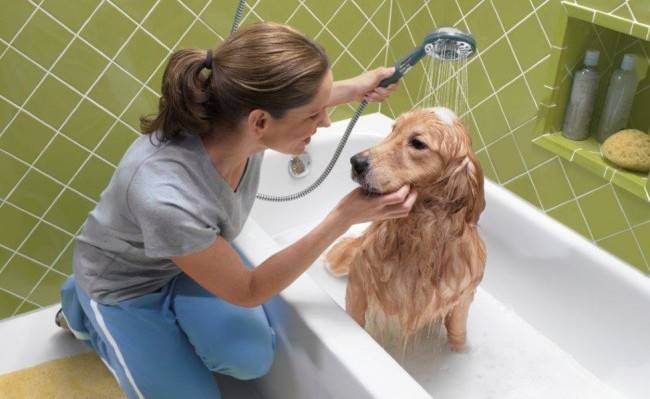 كيفية غسل الكلب