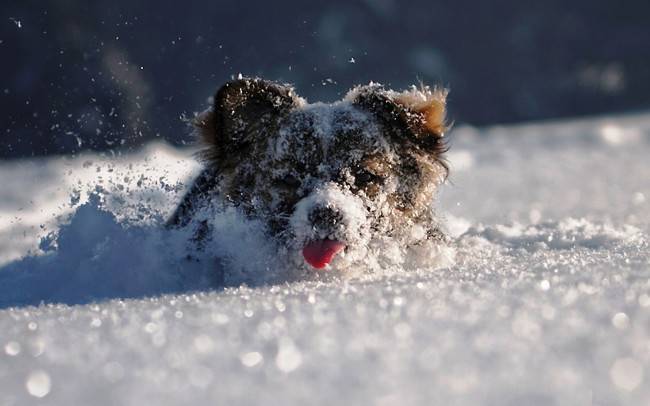 مضاعفات نزلات البرد في الكلاب
