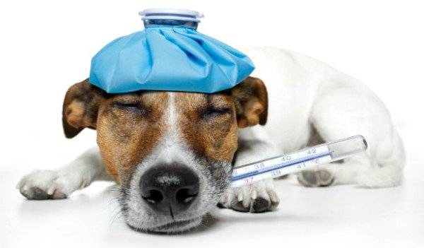 التهاب الرئتين عند السعال عند الكلاب