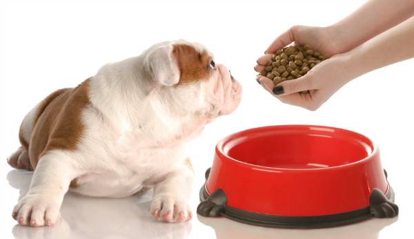 كيفية إطعام الكلب بالإسهال