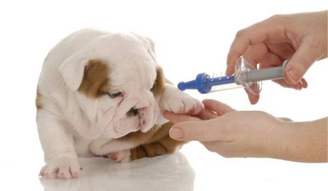 علاج فقر الدم في الكلاب