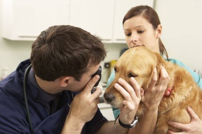 مساعدة الطبيب البيطري مع أمراض العيون في الكلاب