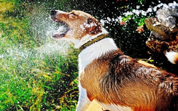 المناخ يؤثر على الأنف الجاف في الكلاب