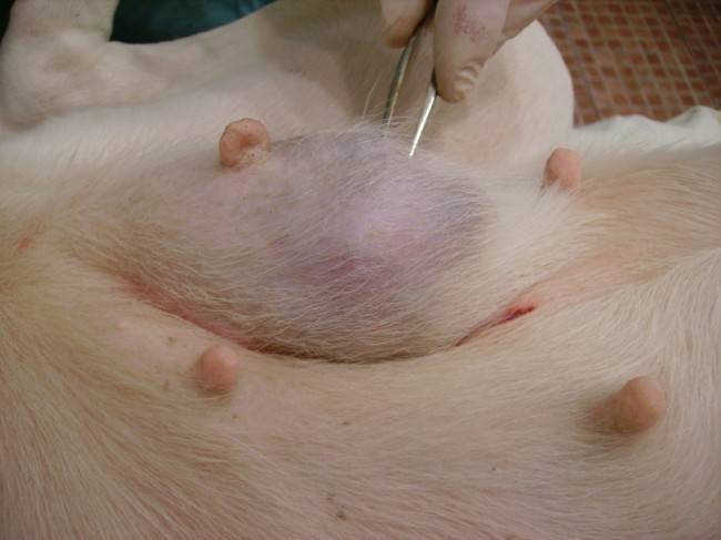 كيفية علاج سرطان الثدي في الكلاب