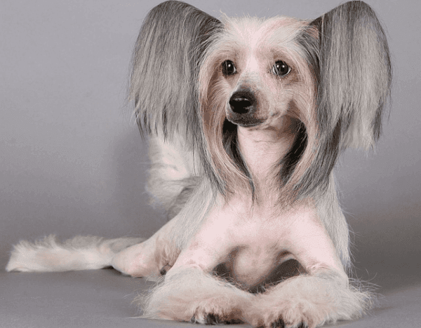 كلب صيني بلا شعر