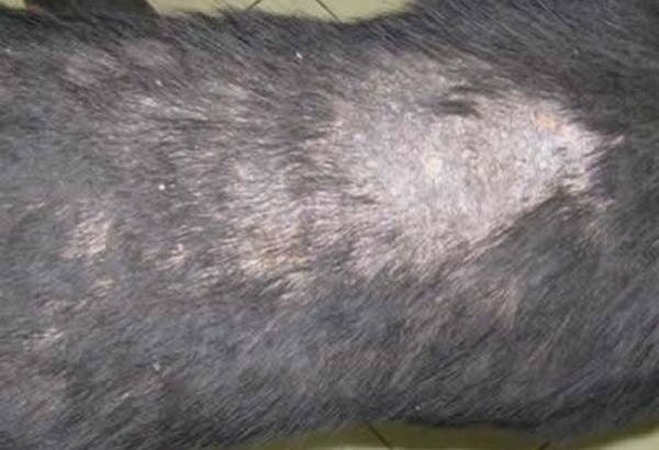 طرق تشخيص التهاب الجلد عند الكلاب