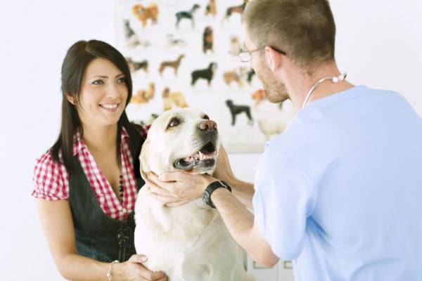 علاج تسمم الكلاب في العيادة