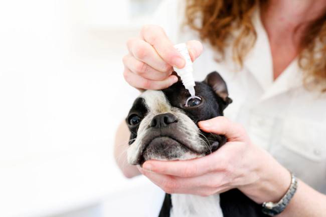 علاج تمزق العينين في الكلاب