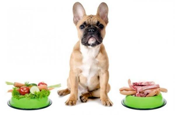 تغذية الكلب مع التهاب الأمعاء والقولون