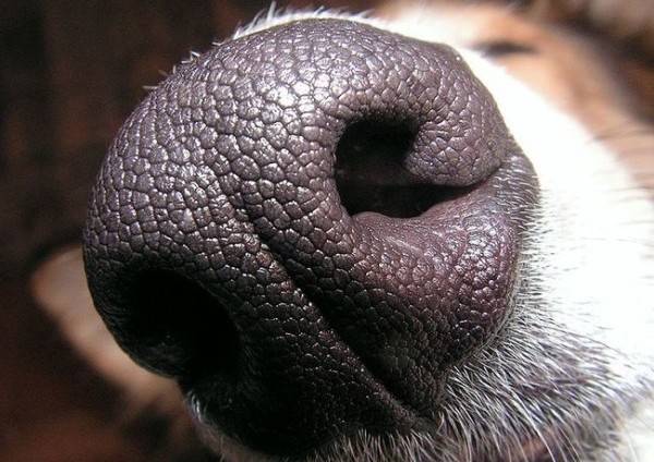 الكلب لديه أنف جاف