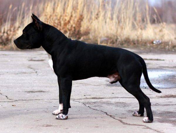ستافوردشاير الأمريكي الأسود الكلب