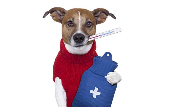 علاج التهاب المثانة في الكلاب