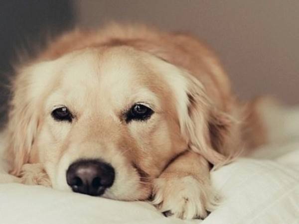 علامات التهاب المثانة في الكلاب