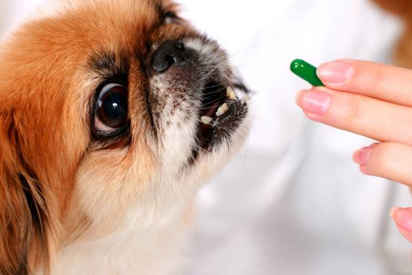 علاج التهاب الأمعاء والقولون في الكلاب