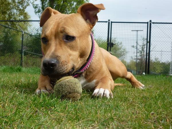 الاميركي ستافوردشاير الكلب مع الكرة