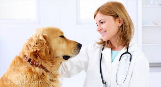 الطبيب البيطري والكلب