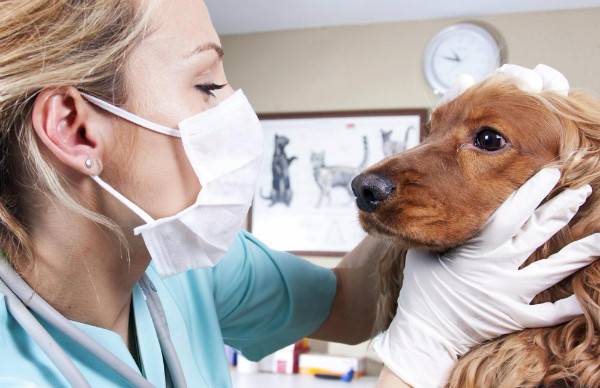 علاج سرطان الدم في الكلاب