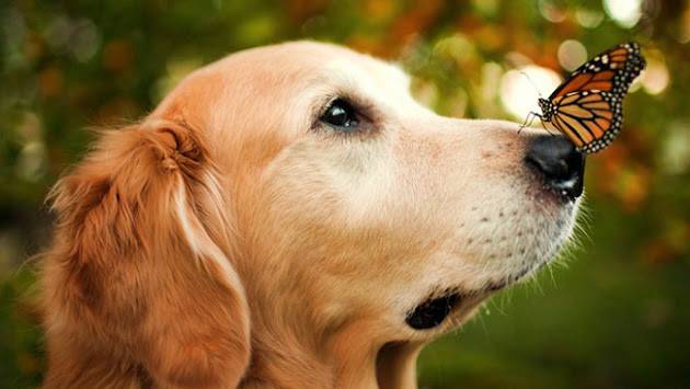 أسباب التهاب الأنف في الكلاب