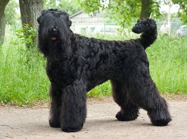 الكلب الأسود الروسي