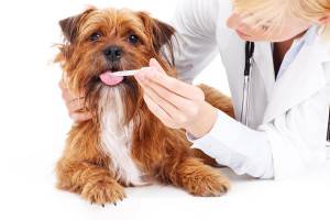 التهاب الأمعاء في الكلاب