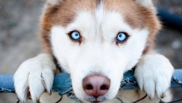 عيون جميلة على الكلب