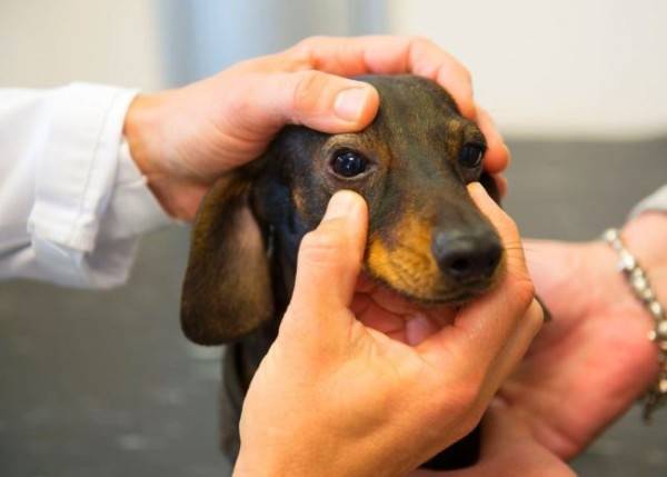 إعتام عدسة العين في الكلاب: الأسباب والأعراض والعلاج والوقاية