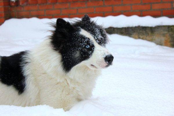 Yakut أجش في الثلج