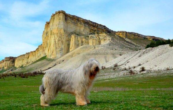 كلب الراعي الروسي الجنوبي على خلفية من الجبال