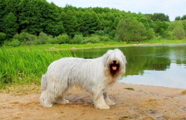 كلب الراعي الروسي الجنوبي بالقرب من البحيرة