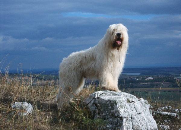 كلب الراعي الروسي الجنوبي