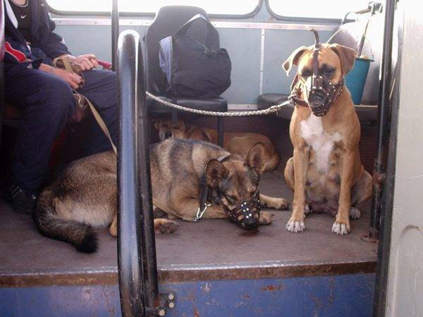 كلاب النقل في وسائل النقل العام