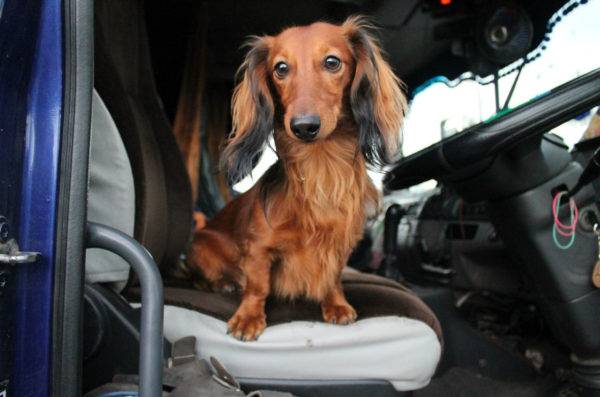 كلب ألماني طويل الشعر في السيارة