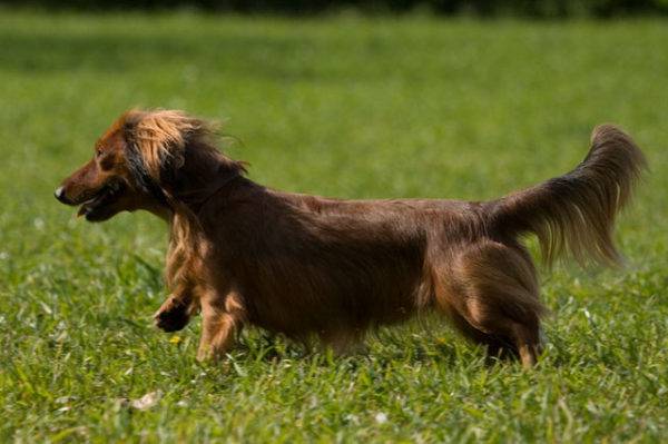 طويل الشعر وصف الكلب الألماني تولد