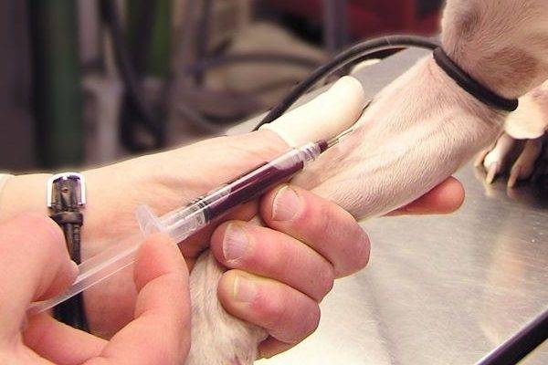 اختبار الدم العام في كيس الكلب