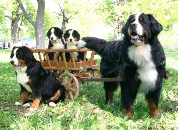 عائلة كلب جبل بيرن