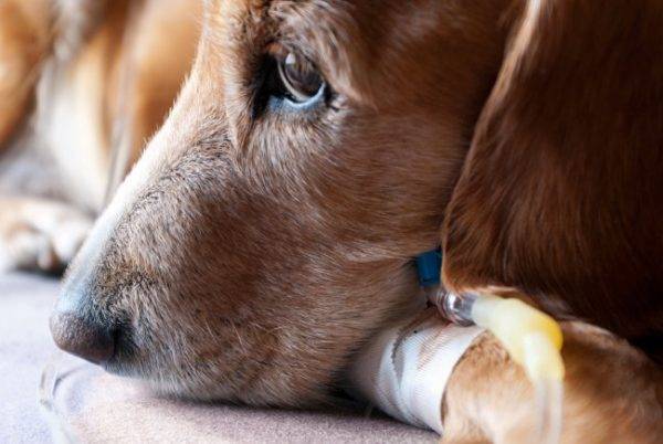 كيفية علاج pyometra في الكلاب