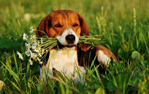 كلب الصيد الاستوني في العشب