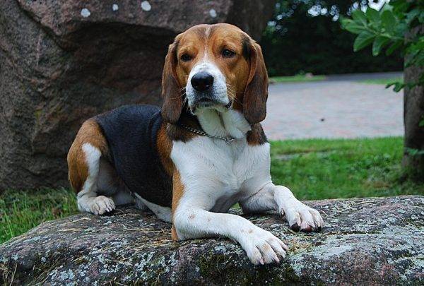 كلب الصيد الاستوني على الحجر