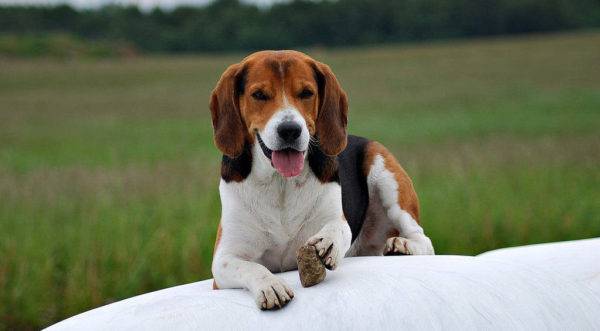 كلب الصيد الإستوني على خلفية جميلة