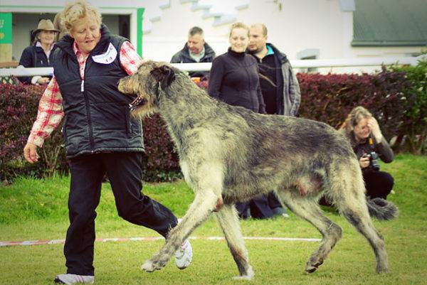 رعاية الأيرلندية Wolfhound