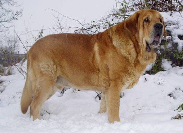 كلب الدرواس الاسباني في الثلج